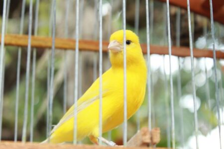 canario